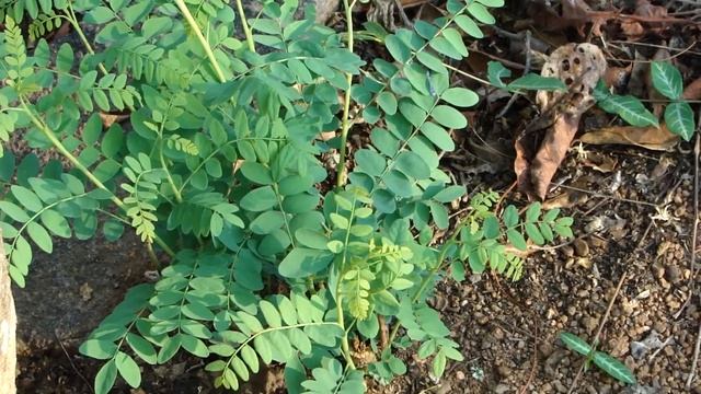 Indigenous Species used for Dengue (Breakbone Fever). Part-2 © Pankaj Oudhia смотреть онлайн