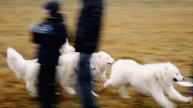 День рождения первого помета смотреть онлайн