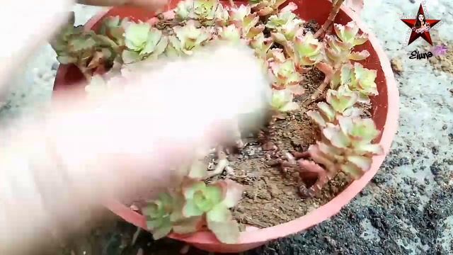 Cactus and Succulents plants collections / how to take care #cactus #succulents #plants смотреть онлайн