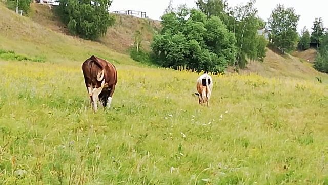 Июнь, жара, телки на выпасе смотреть онлайн