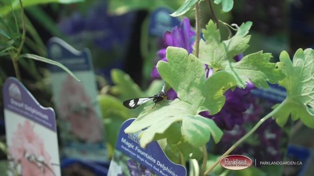 Parkland Gardens - Tourism Red Deer Member 2021 смотреть онлайн