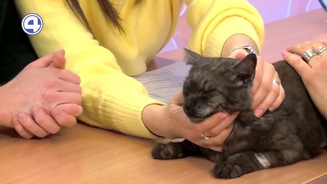 КОТИК ИЩЕТ ДОМ: Познакомьтесь поближе с обаятельным Мурчелло! 15.04.2024 смотреть онлайн