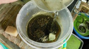 Живой корм для рыб. Трубочник Изя. Чем кормить. Выращивание трубочника в домашних условиях.