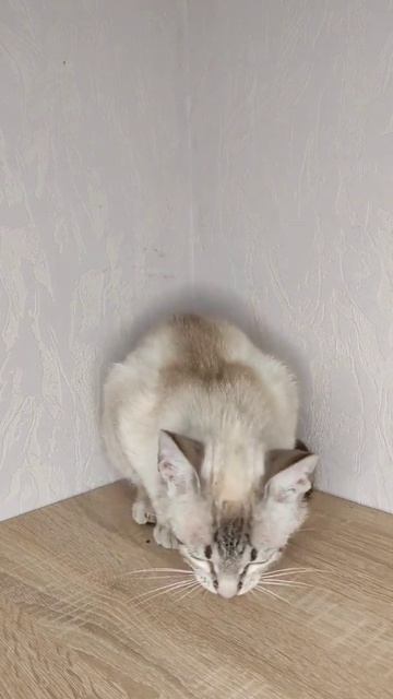 Уход за Симбой смотреть онлайн