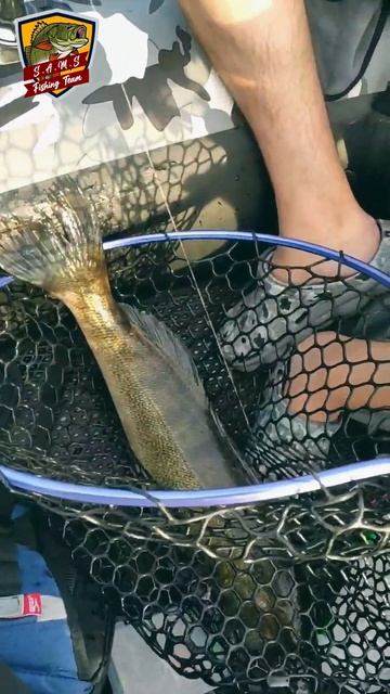 СУДАК МОНСТР В КАРЕЛИИ. ЛУЧШАЯ ПРИМАНКА НА СУДАКА В 2024 ГОДУ #россия #рыбалка #судак #судакнаджиг смотреть онлайн