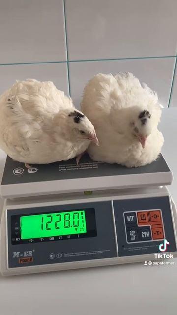 Для откорма на Мясо🐣 Техасский Белый перепел мясной гигант PAPAFERMER смотреть онлайн
