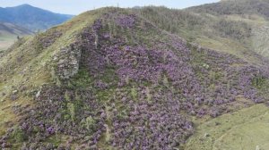Цветение Маральника в Горном Алтае (Сибирская сакура)