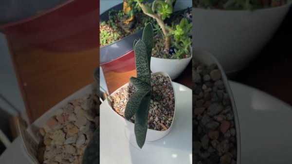 ТОП 10 СУККУЛЕНТОВ ДЛЯ НОВИЧКОВ👍 Самые живучие красивые суккуленты😍 #succulent #succulents #2024