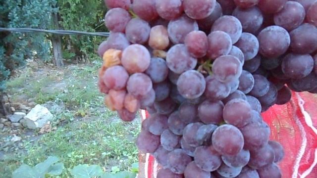 Виноградник Марины Протасовой РПС смотреть онлайн