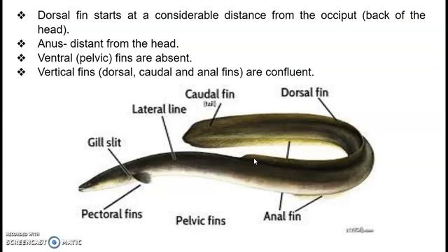 Anguilla (EEL) смотреть онлайн