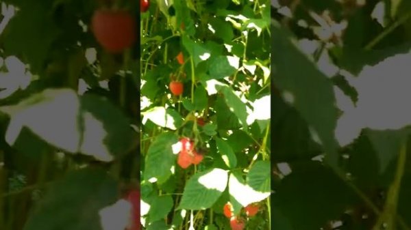 Malina Miker - Propali rod