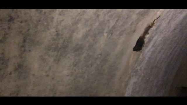 ЗИМОМОВКА ЛЕТУЧЕЙ МЫШКИ АЛЁШИ В ЗАБРОШЕННОЙ ПОДЗЕМКЕ смотреть онлайн