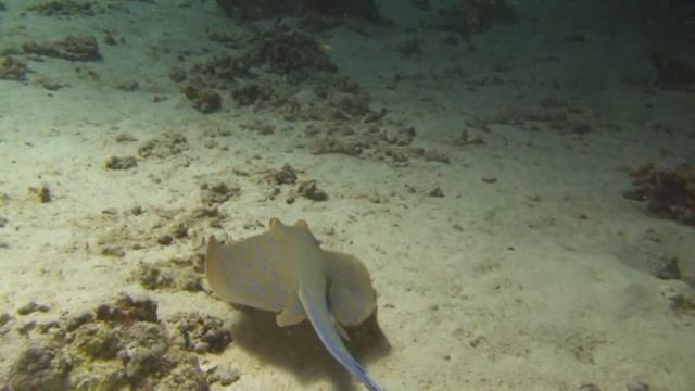 raie pastenague смотреть онлайн