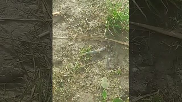 слимак повзе по траві/Slug crawls on the grass смотреть онлайн