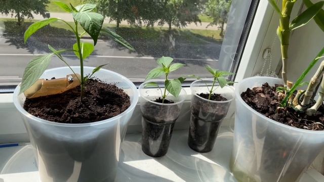 Огородное хозяйство в квартире, Garden Management In The Apartment