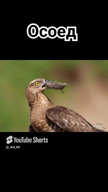 Осоед смотреть онлайн