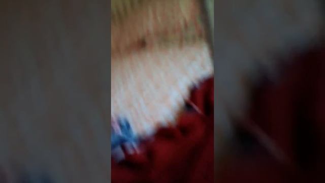 Wolf 🐺 hunting смотреть онлайн