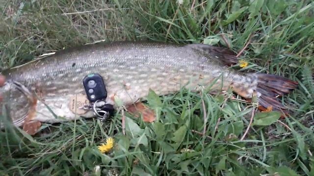 pike, щука 3,6 кг смотреть онлайн
