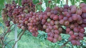 Виноград Альянс 20.08.2022