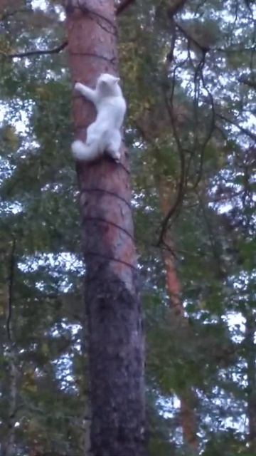 Cat like a squirrel Кот как белка リスのような猫 смотреть онлайн