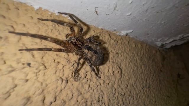 Nosferatu-Spinne #nosferatuspinne смотреть онлайн