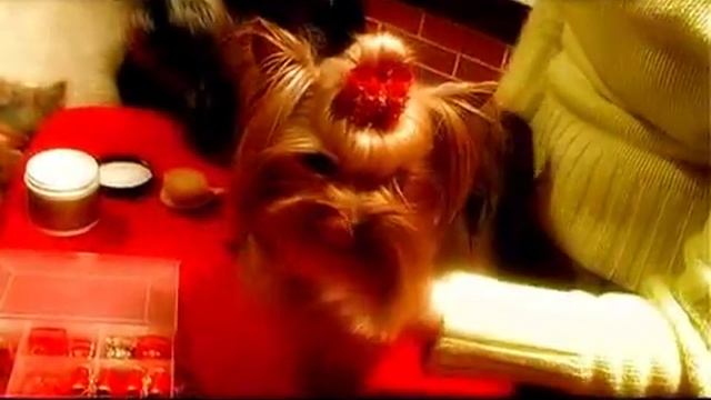 LH_york_261108.flv смотреть онлайн