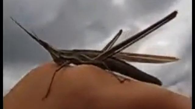 Greek Grasshopper смотреть онлайн