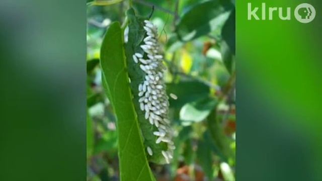 Trisha tomato insects and problems: Central Texas Gardener смотреть онлайн