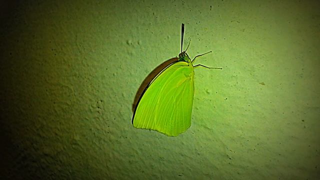 Lemon Emigrant Butterfly ready to take its virgin flight-Singapore (June 2016) смотреть онлайн