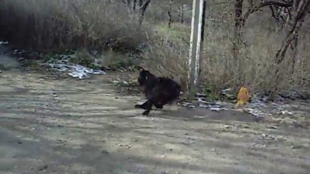 п-к Роман-Кош. Побег за кошкой Роман-Кош Евридики. Охотница за зайцами..но здесь кошка.. смотреть онлайн