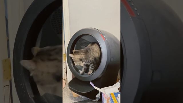 Cat using Litter Robot 🤖 4 #cats #catshorts #catbox смотреть онлайн