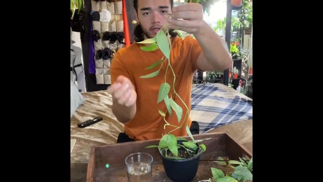 Epipremnum Pinnatum Cebu Blue