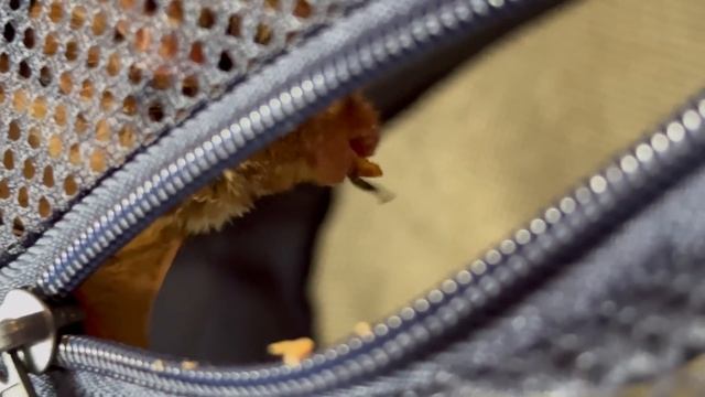 How to Catch and Cook a Baby Beaver (full tutorial) смотреть онлайн