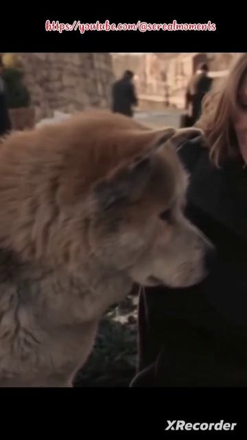 Хатико, все еще ждет смотреть онлайн