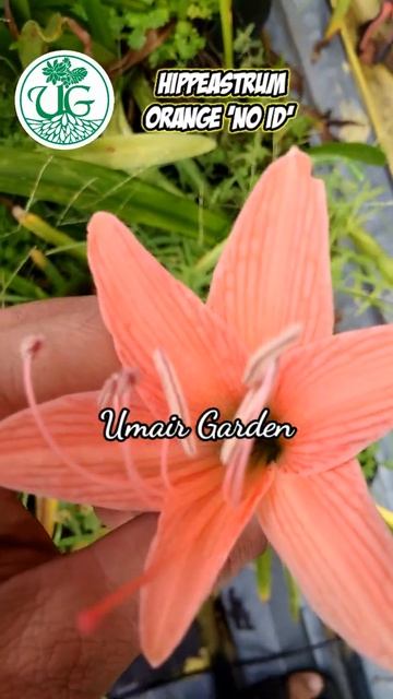Hippeastrum Orange 'No Id'