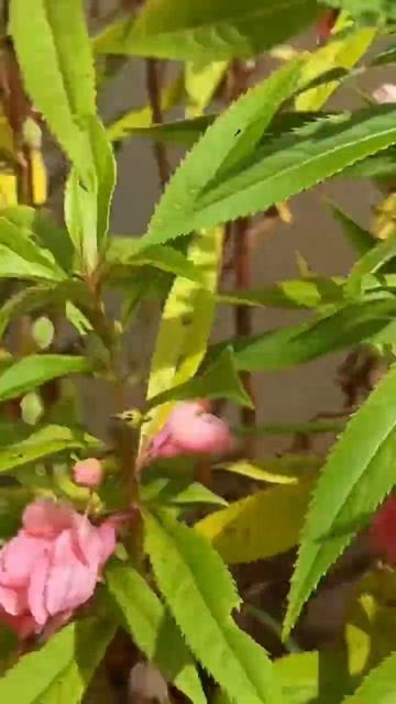 Balsam plants смотреть онлайн