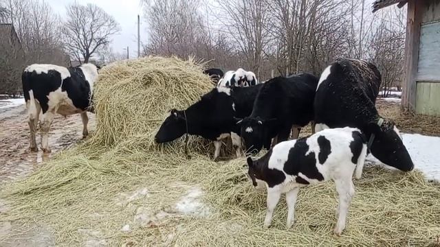 Коровы радуются свежему сену. #animal #животные #cow #cowvideos #коровы #bull #бык #теленок