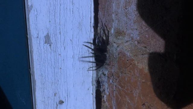 Tube web spider смотреть онлайн