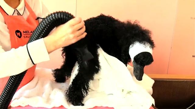 Bathing & Drying Tutorial at Home with Mel and Traj (Live) 11 am AEST 4th September смотреть онлайн