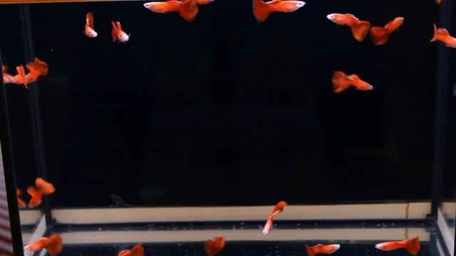 гуппи полностью красные guppy full red смотреть онлайн