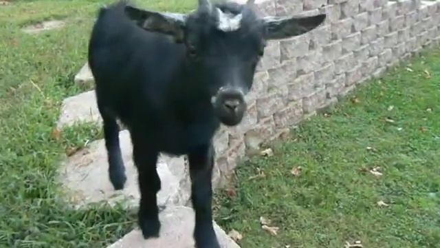 Lama Loo and Bull смотреть онлайн