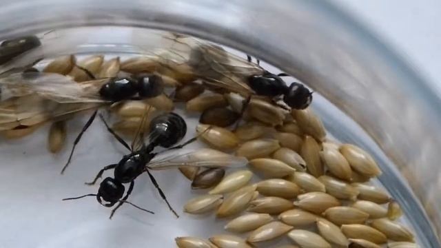 Messor barbarus my young queens 02 смотреть онлайн