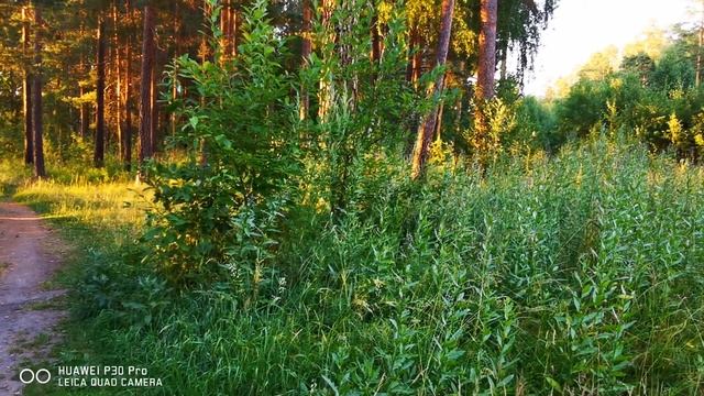 Асбест 13 июля 2020г, вечерний лес смотреть онлайн