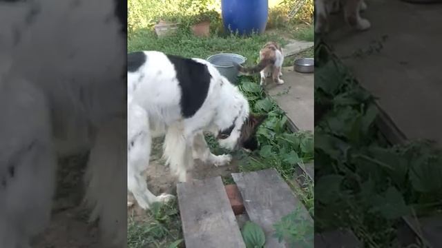 Дача лето собачки кошки