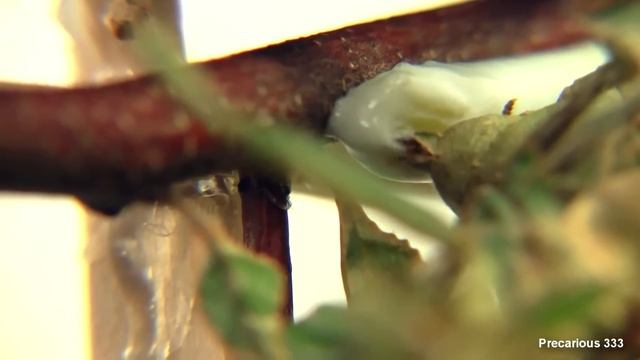 Ghost Mantis lays another ooth (Phyllocrania paradoxa) смотреть онлайн