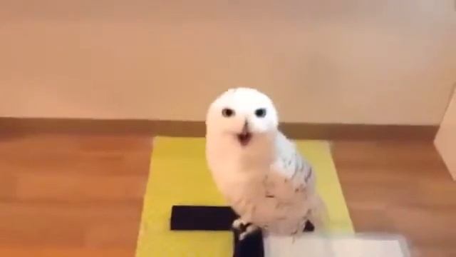 Как смеется сова \ How Owl Laugh смотреть онлайн