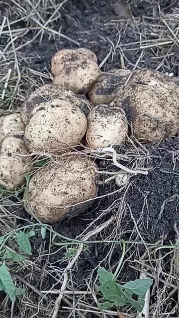 КАРТОФЕЛЬ СЫНОК УРОЖАЙ 2023 Г // ВАЦАП ДЛЯ ЗАКАЗА 8-915-245-81-59 ПИСЬМЕННО смотреть онлайн