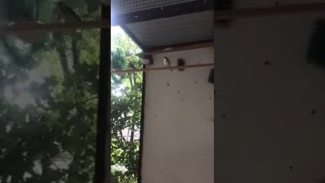 Спаривание щегла смотреть онлайн