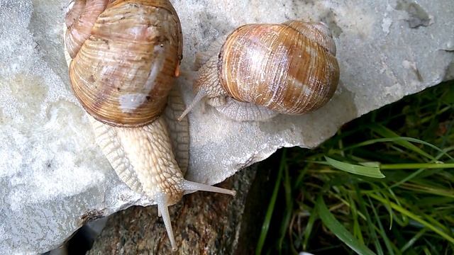 snails - Helix pomatia смотреть онлайн