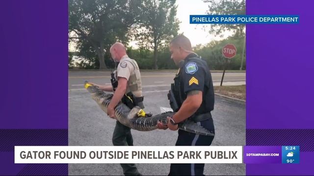 Alligator caught roaming around Pinellas Park Publix смотреть онлайн